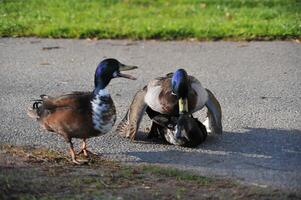 Ducks Interacting on a Pathway in the Park photo