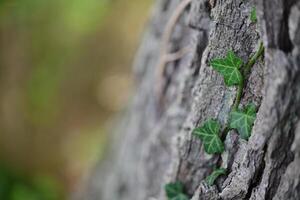 Ivy Climbing a Tree Trunk photo