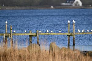 Serene Lakeside Scene with Birds on Pier photo
