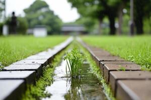 A small plant growing in a small stream photo