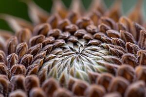 A close up of a flower with a center photo