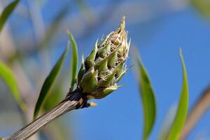 A flower bud on a tree branch photo