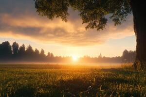 A tree in a grassy field with the sun setting photo