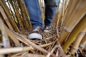 A person wearing sneakers walking through a bamboo forest photo