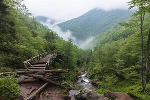 A bridge over a stream in a forest photo