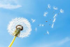 Dandelion blowing in the wind with seeds flying away photo
