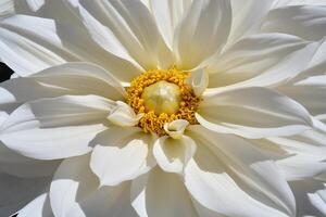 A close up of a white flower with yellow center photo