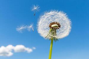 A dandelion blowing in the wind photo
