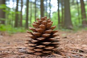 A pine cone sits in the middle of a forest photo