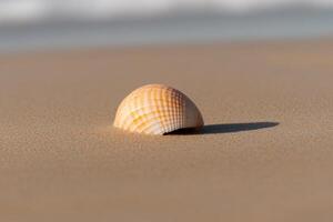 A shell on the beach with the ocean in the background photo