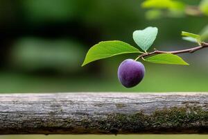 A purple plum on a branch photo