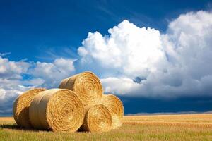 Bales of hay in a field with blue sky and clouds photo