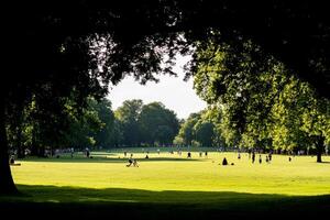 People are playing in a park with trees photo