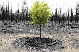 A tree growing in a burnt area photo
