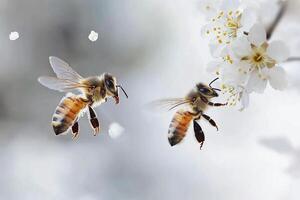 Two bees are flying near a white flower photo