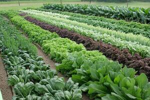 A large field of vegetables growing in rows photo