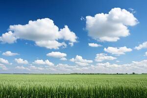 A field of green wheat with clouds in the sky photo