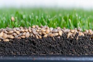 A close up of seeds and grass in the soil photo