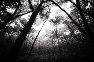 Black and white photo of trees in the forest