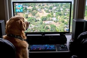 A dog sitting in front of a computer monitor with a game on the screen photo