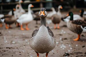 A goose standing in a field with other birds photo