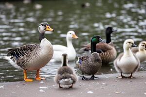 A group of ducks standing on the ground photo