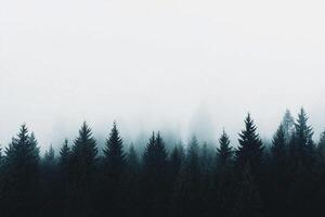 Foggy forest with trees in the background photo
