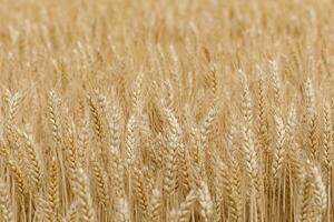 A close up of a field of wheat photo