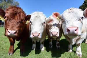 Three cows standing in a row on a grassy field photo
