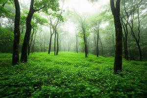 Green forest with trees and grass in the fog photo