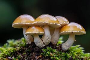 A group of mushrooms are sitting on top of a mossy surface photo