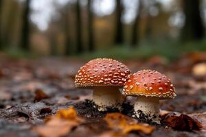 Two red mushrooms are standing in the middle of a forest photo