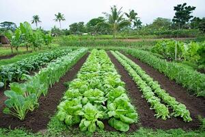 A vegetable garden with many different types of plants photo
