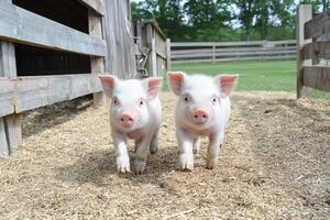 Two small pigs walking in a pen on a farm photo