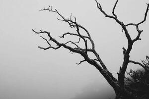 Dead tree in the fog photo