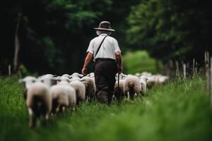 A man walking with sheep in a field photo