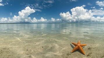 Serene Coastal Scene with Starfish - Tranquil Beach Vacation photo
