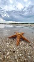 Starfish on the Beach Coastal Seashell Beauty photo