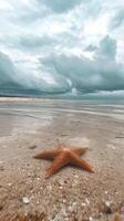 Starfish on the Beach Under Cloudy Sky photo