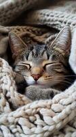 Sleepy Cat Wrapped in a Cozy Knitted Blanket photo