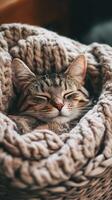 Sleepy Cat Snuggled in a Knitted Blanket photo