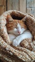 Cozy Cat Napping in Knitted Blanket photo