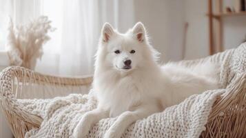 Adorable White Dog Relaxing on a Cozy Knitted Blanket photo