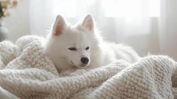 A Peaceful White Dog Napping on a Cozy Knitted Blanket photo