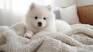 Adorable White Puppy Relaxing on a Cozy Blanket photo