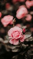 Enchanted Pink Rose Blooms in a Garden photo