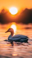 Golden Sunset with a Majestic Duck photo