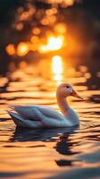 Sunset Serenity A Majestic Duck in Golden Light photo