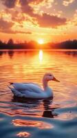 Sunset Serenity A Majestic Duck on the Golden Lake photo