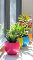 Vibrant Potted Plants on Windowsill A Colorful Still Life of Domestic Flora, Modern Design, and Fresh Style for Home Decoration and Interior Aesthetic photo